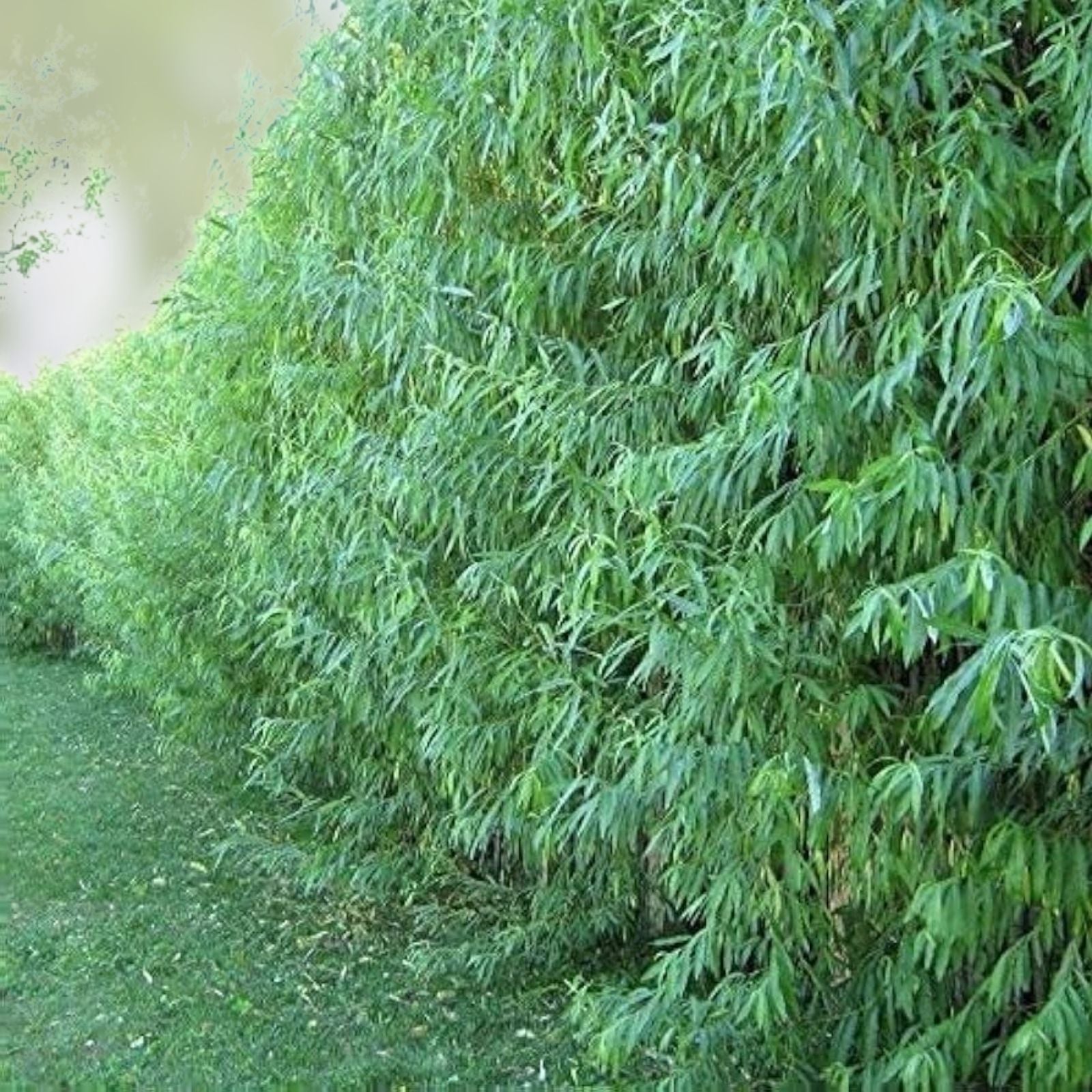 Austree Hybrid Willow Tree Cuttings – Fast Growing Salix × sepulcralis Live Plant Starter Bare Root 40 Pieces