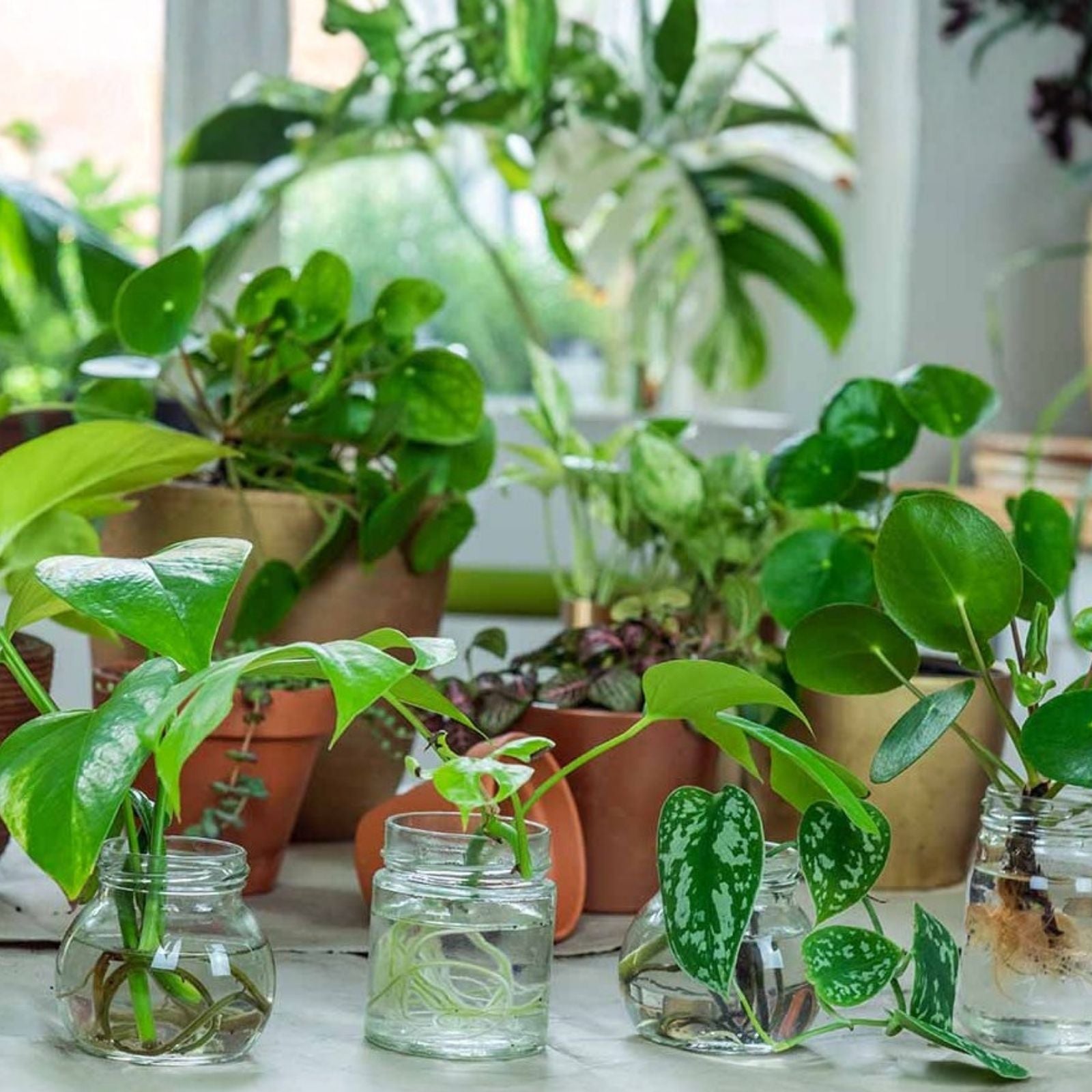 Fresh Green Plant Cuttings for Propagation - Gardening Leave Cuttings - Easy to Grow Indoor and Outdoor Plants