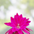Epiphyllum Jeanette Davis Latimer Cutting 8-10 Inches Live Succulent Plant Propagation Houseplant