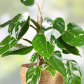 White Princess Variegated Philodendron Small Rooted Starter Plant - Rare Houseplant - Philodendron 'White Princess'