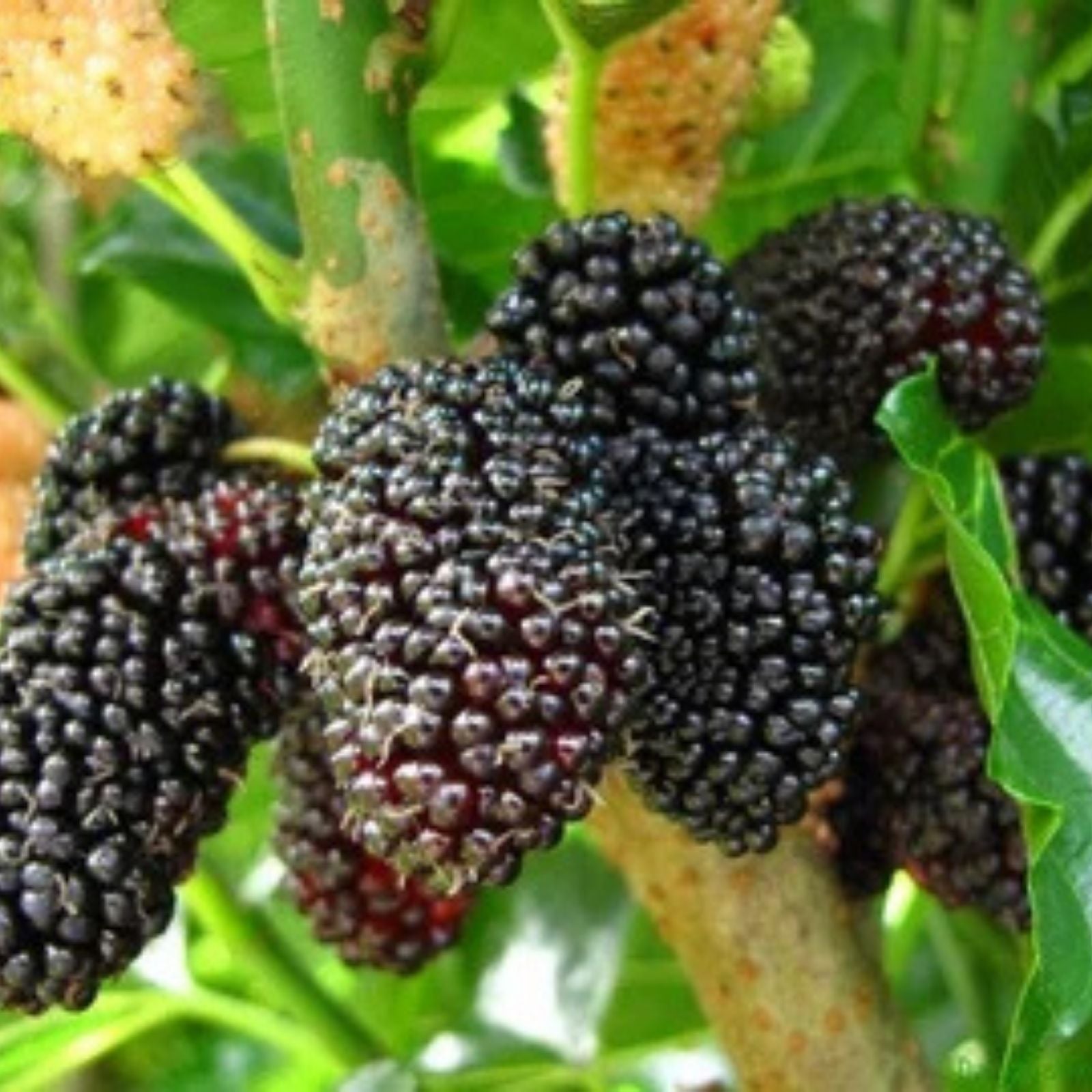 Pakistan Mulberry Cuttings Morus alba Live Plant Organic Rooting Grafting Starter Plant