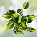 House Plant Variety Pack of 3 – Golden Pothos, Algerian Ivy, Brasil Philodendron – Indoor Greenery Set for Home and Office