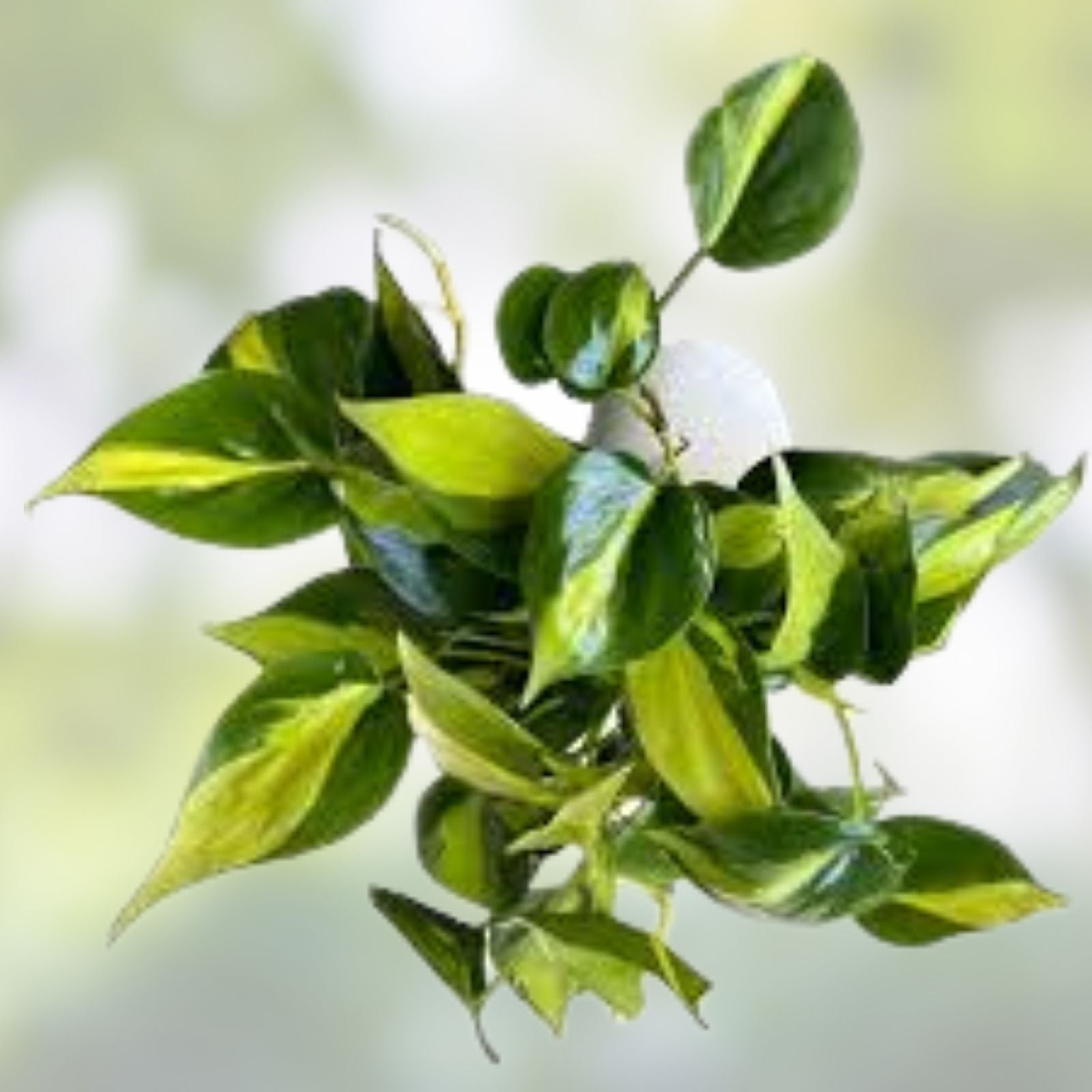 House Plant Variety Pack of 3 – Golden Pothos, Algerian Ivy, Brasil Philodendron – Indoor Greenery Set for Home and Office
