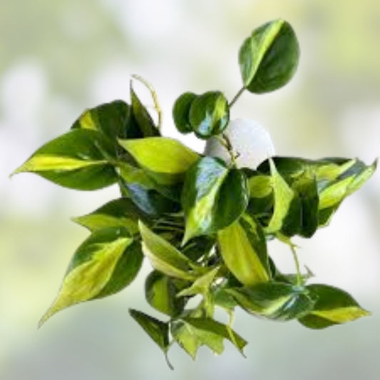House Plant Variety Pack of 3 – Golden Pothos, Algerian Ivy, Brasil Philodendron – Indoor Greenery Set for Home and Office