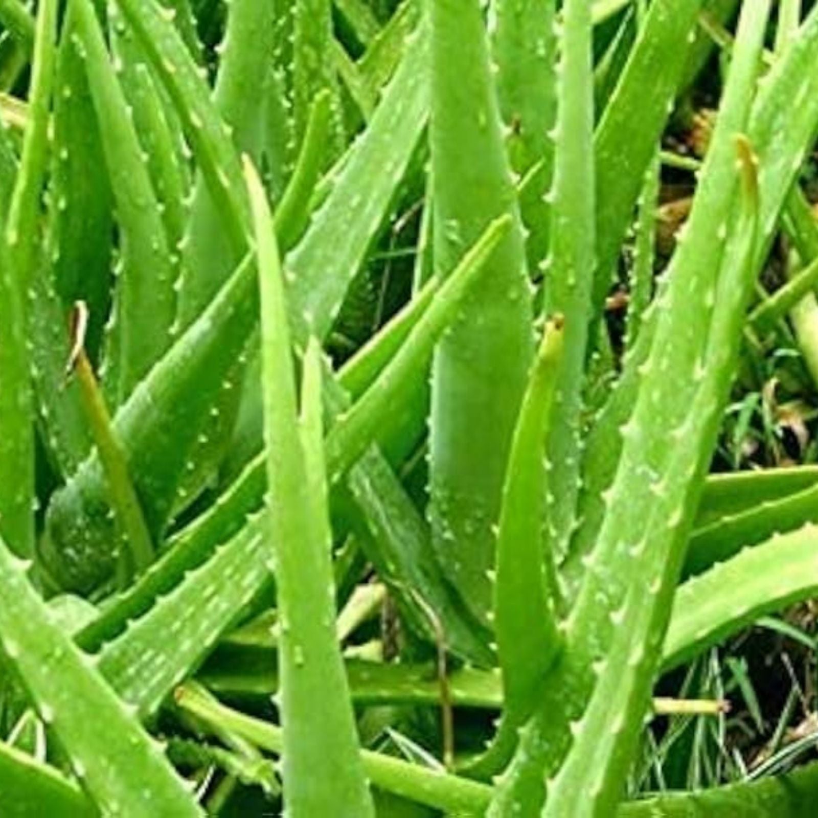 Organic Aloe Vera Fresh Leaves 1/2 Pound – Aloe Barbadensis Mill. for Medicinal Uses, All Natural, Fast Growing