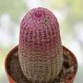 Echinocereus Dasyacanthus Texas Rainbow Cactus Live Rooted Succulent Plant for Indoor Outdoor Garden