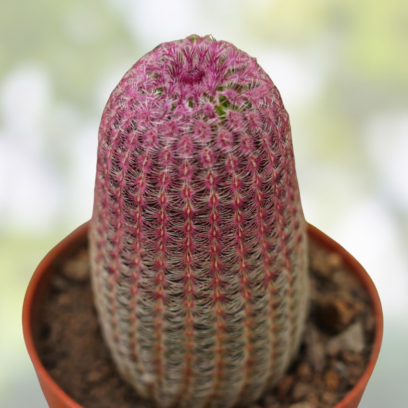Echinocereus Dasyacanthus Texas Rainbow Cactus Live Rooted Succulent Plant for Indoor Outdoor Garden