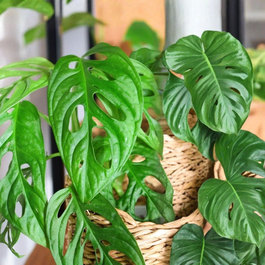 Monstera Adansonii Cuttings 3 Nodes Swiss Cheese Plant Tropical Houseplant Live Starter Plant