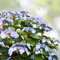 Pop Star Hydrangea macrophylla 6-Pack Rooted Cuttings, Live Garden Plant, Container, Landscaping, Easy to Grow, Flowering Shrub