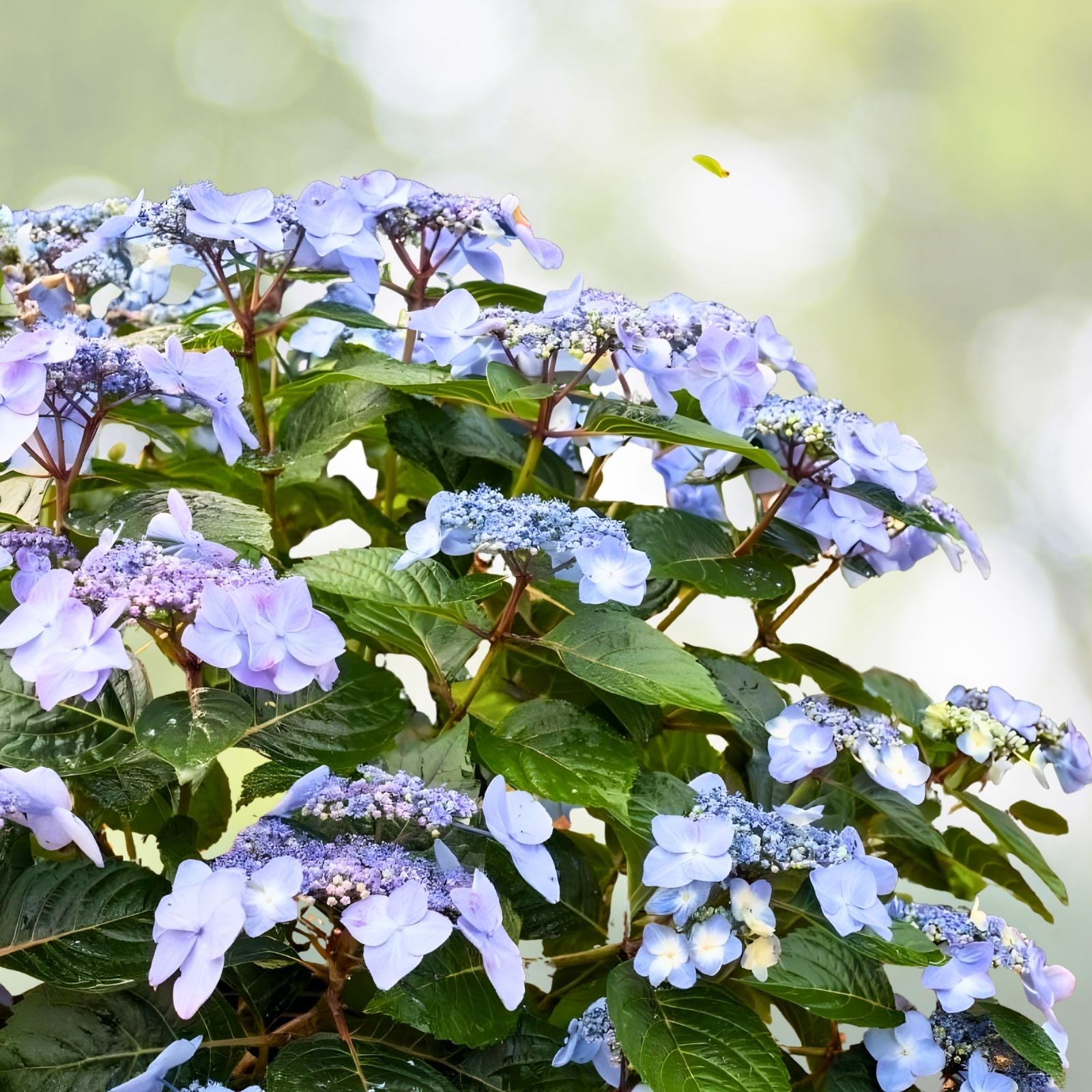 Pop Star Hydrangea macrophylla 6-Pack Rooted Cuttings, Live Garden Plant, Container, Landscaping, Easy to Grow, Flowering Shrub
