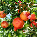 Pomegranate Tree Cuttings 5 Pack – Punica granatum – Live Plant Clippings – Fresh Fruit Tree Propagation Material – Free US Shipping