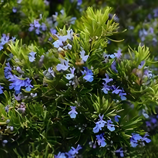 Live Rosemary Plant Bare Root Cuttings Rosmarinus officinalis Culinary Herb Aromatic Houseplant Free Shipping