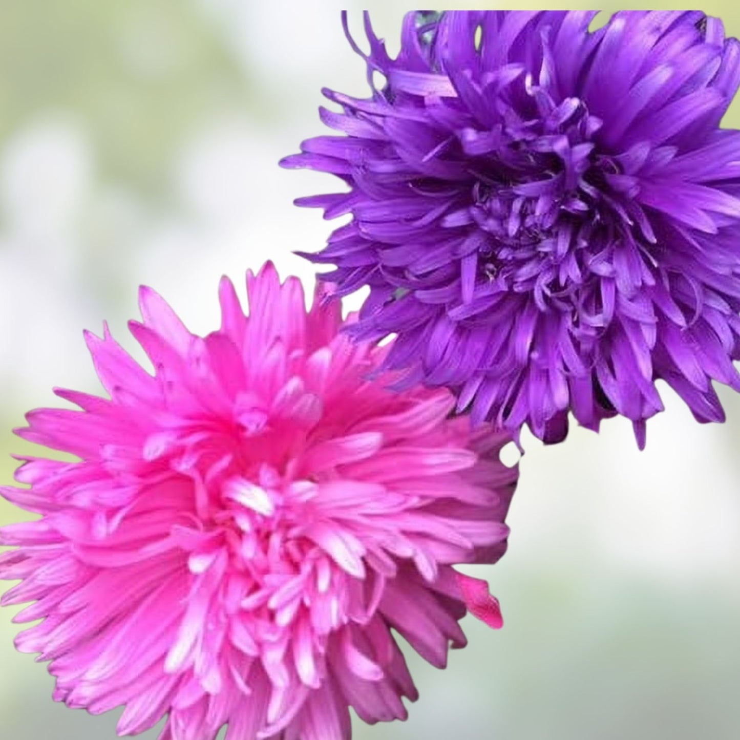 Aster Flower Seeds 100 Pack | Annual Garden Cut Flower | Aster spp. | Non-GMO, Live Plant, Starter, or Bare Root