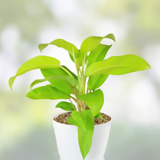 Live Philodendron Thai Golden Goddess Plant 10" Rare Tropical Indoor Houseplant Non-GMO Garden Decor