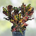 Croton Mamey Plant Cuttings 4-6 inches, Variegated Codiaeum variegatum, Gardening Plant Propagation, Fresh Stock