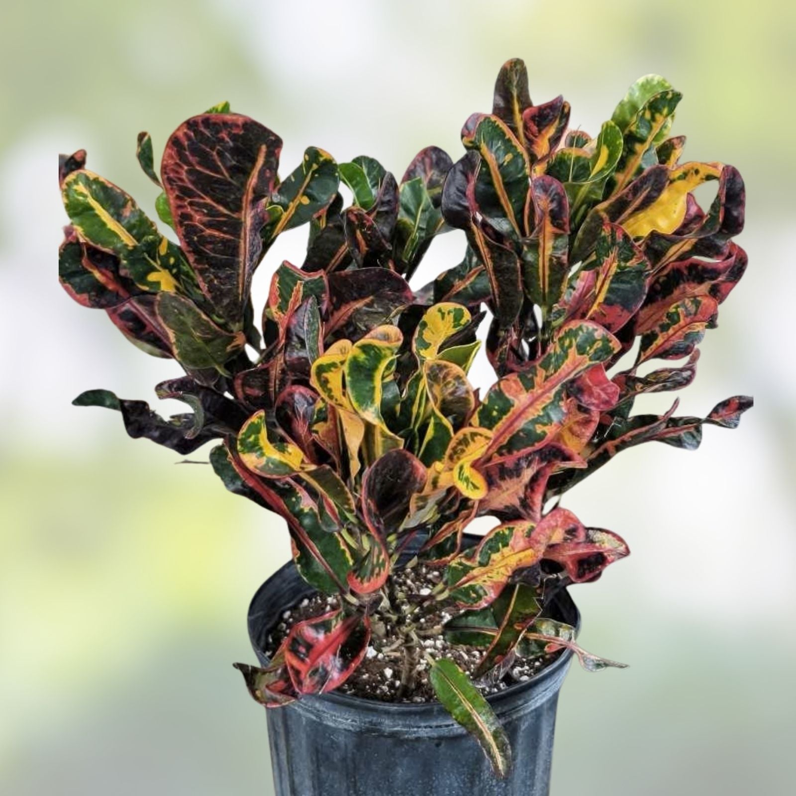 Croton Mamey Plant Cuttings 4-6 inches, Variegated Codiaeum variegatum, Gardening Plant Propagation, Fresh Stock