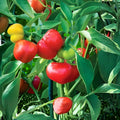 Akebono Cherry Tree Live Starter Plant 6" Prunus yedoensis Pink Flowering Ornamental Tree Spring Blooms