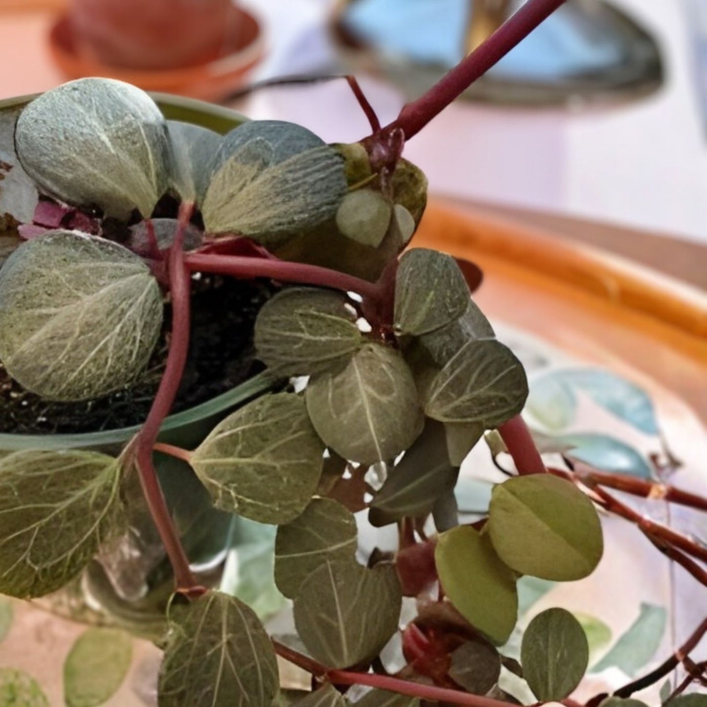 Peperomia Clusiifolia Tricolor Red Variegated Succulent Live Houseplant 3-5" Cutting