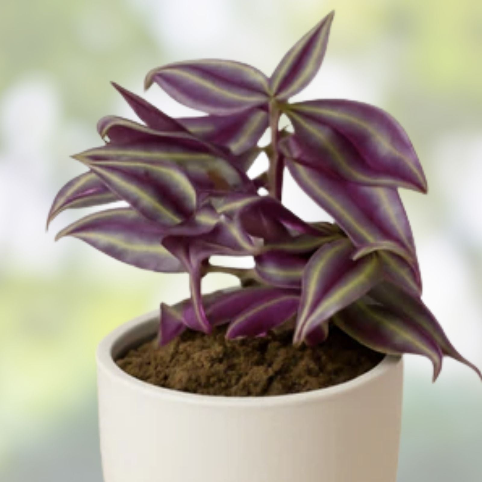 Wandering Jew Cuttings - 12 Fully Rooted Plants - Tradescantia zebrina - Indoor Houseplant with Vibrant Green and Purple Foliage