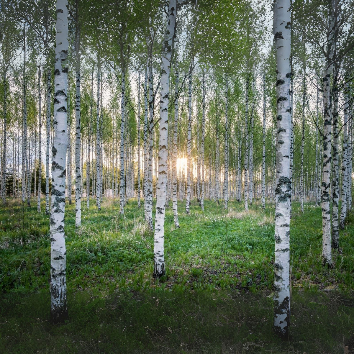 White Paper Birch Tree Seeds | 100+ Seeds | Betula papyrifera | Ideal for Bonsai Planting
