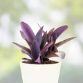 Purple Heart Cuttings - 8 Live Stems - Tradescantia Pallida Purpurea - Indoor Houseplant, Easy Care Succulent, Decorative Plant