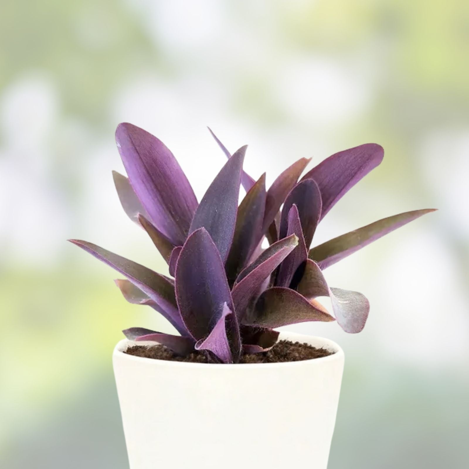 Purple Heart Cuttings - 8 Live Stems - Tradescantia Pallida Purpurea - Indoor Houseplant, Easy Care Succulent, Decorative Plant