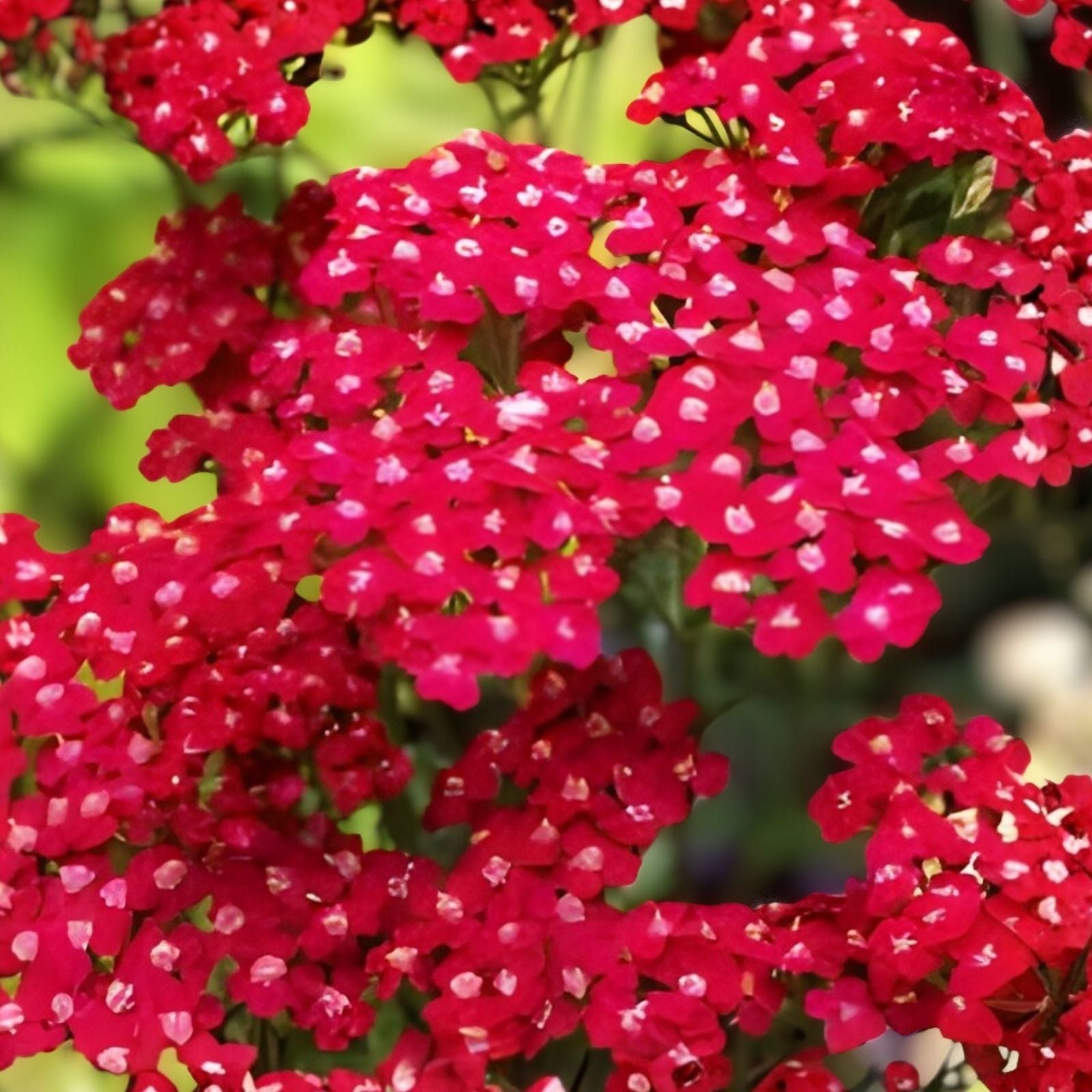 Yarrow Starter Plants Set of 2, Achillea millefolium, Vintage Red Perennial, Edible Herb, Garden Plant, Live Plant, Cutting, Houseplant