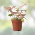20 Pack Live Arrowhead Vine & Fern Plant Cuttings Syngonium Podophyllum Nephrolepis exaltata Houseplants