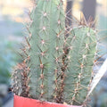 Echinopsis Bruce’s Dragon Cactus Cutting 11” Live Succulent Plant Indoor Outdoor Garden Starter