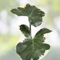 Alocasia Mickey Mouse Plant in 4” Pot – Tropical Houseplant, Elephant Ear, Alocasia Polly, Unique Indoor Plant