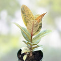 Rooted Baby Rubber Plant Cutting Ficus elastica Indoor Houseplant Easy Care Air Purifying Plant