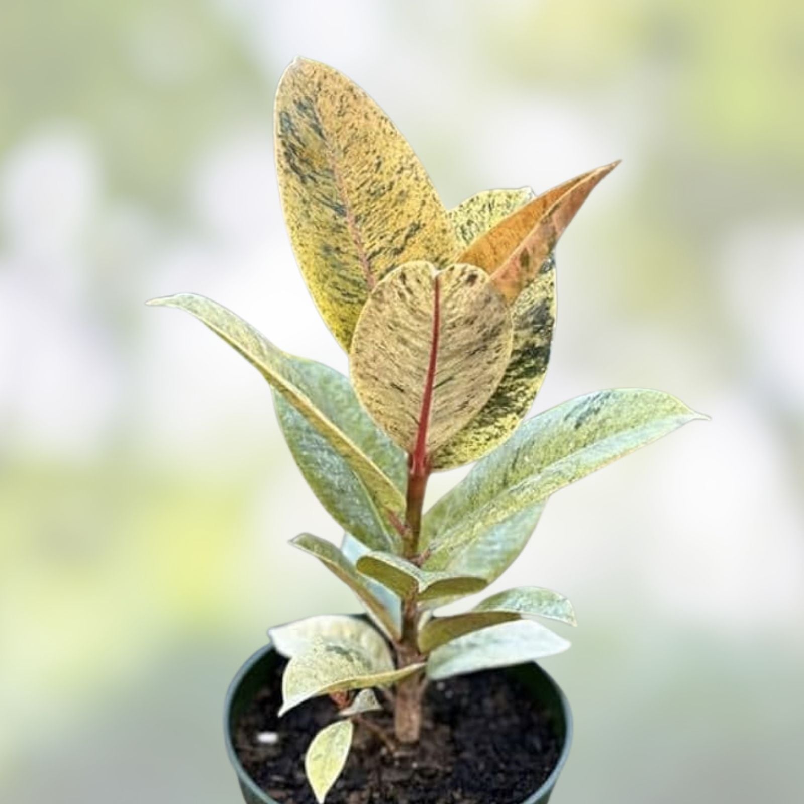 Rooted Baby Rubber Plant Cutting Ficus elastica Indoor Houseplant Easy Care Air Purifying Plant