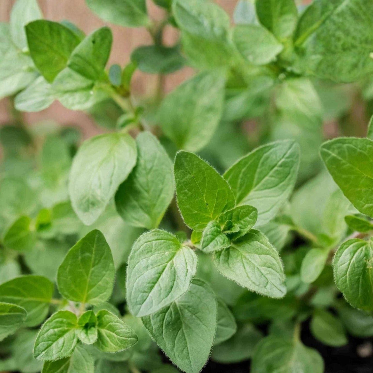 Oregano Seeds 500 Count – Culinary Herb for Gardening – Origanum vulgare var. hirtum – Live Plant, Starter, Bare Root, Cutting
