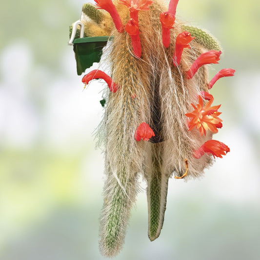Monkey Tail Cactus Cutting 8" | Rhipsalis Baccifera Succulent Plant | Live Houseplant | Unique End Piece