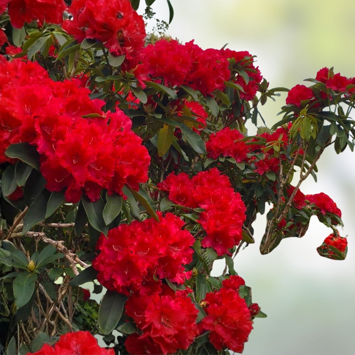 Large Rhododendron Plant Jean Marie de Montague Blood Red Ruffled Blooms Live Shrub Garden Plant