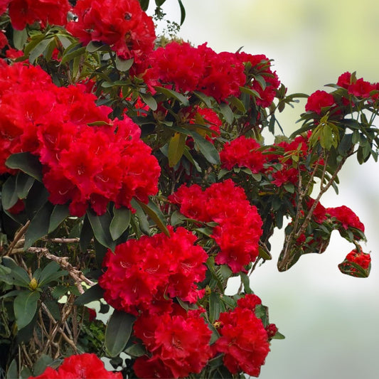 Large Rhododendron Plant Jean Marie de Montague Blood Red Ruffled Blooms Live Shrub Garden Plant
