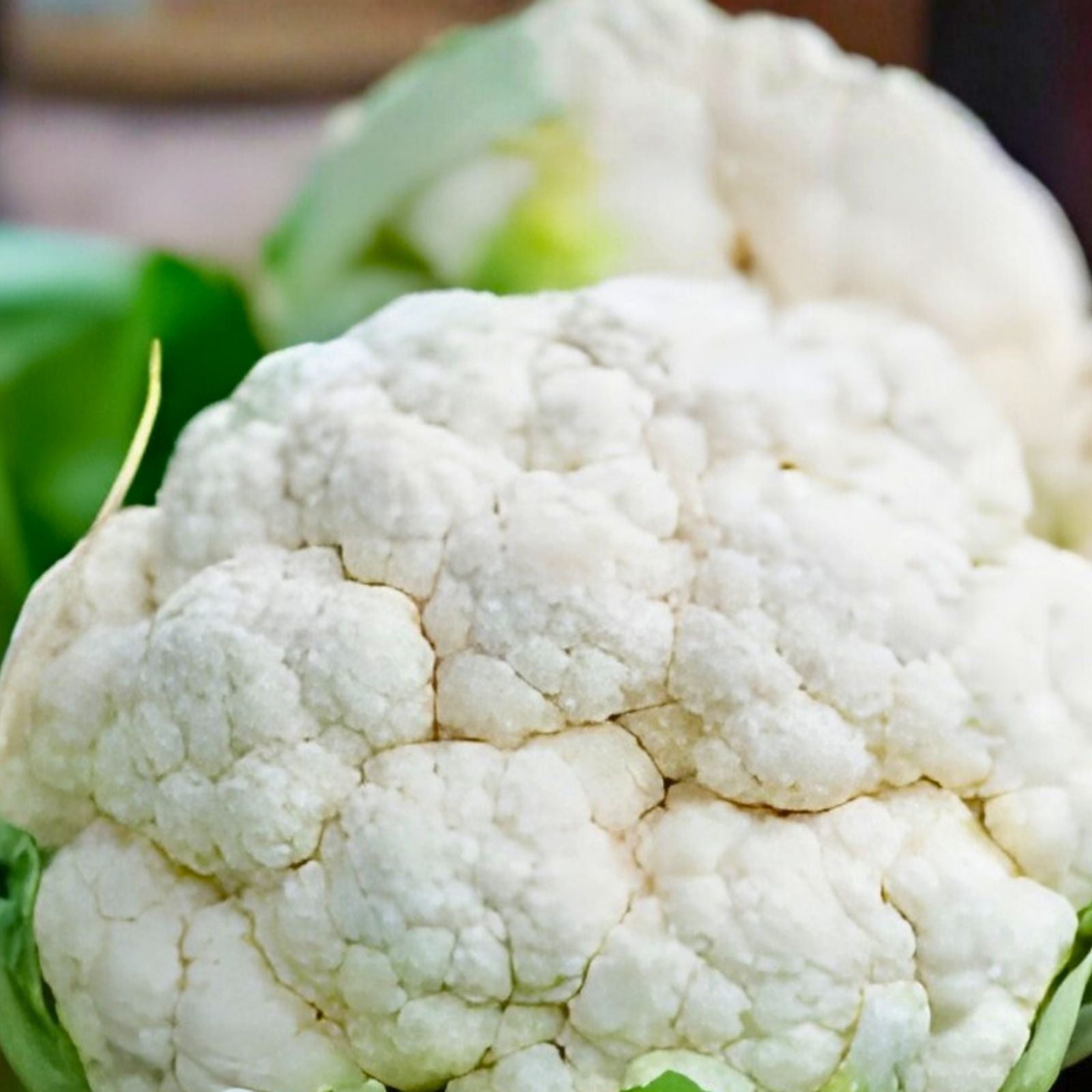 Early Snowball Cauliflower Plants Set of 4 – Live Heirloom Brassica oleracea Starter Plants
