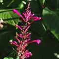 Purple Firespike Plant Cuttings Organic Butterfly Hummingbird Garden Starter Live Plant Odontonema strictum