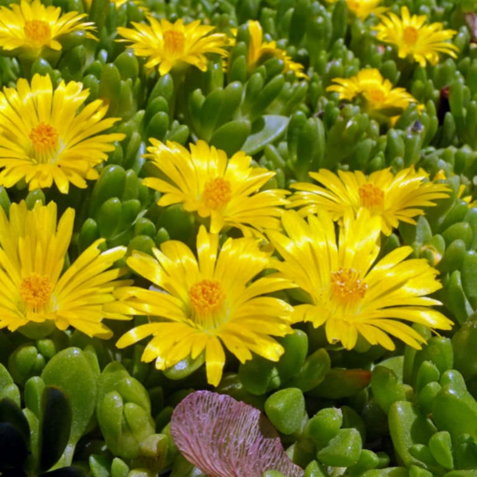 Ice Plant Cuttings 5x6" Yellow White Ground Cover Succulents Delosperma spp. Live Plant Clippings