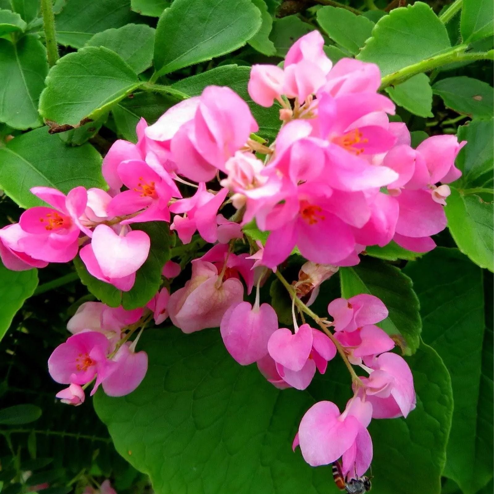 Antigonon leptopus Mexican Creeper Vine Plant Pink Flowers Live Climbing Garden Privacy Cover Pollinator Plant