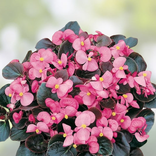 Live Pink Begonia Plant – Easy Care Houseplant with Bright Pink Flowers – Begonia spp. Starter or Cutting