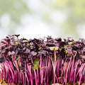 Rambo Radish Microgreen Seeds 2oz Packet | Brassica Rapa Sprouting Seeds for Microgreens, Gardening, Live Plant, Starter Plant