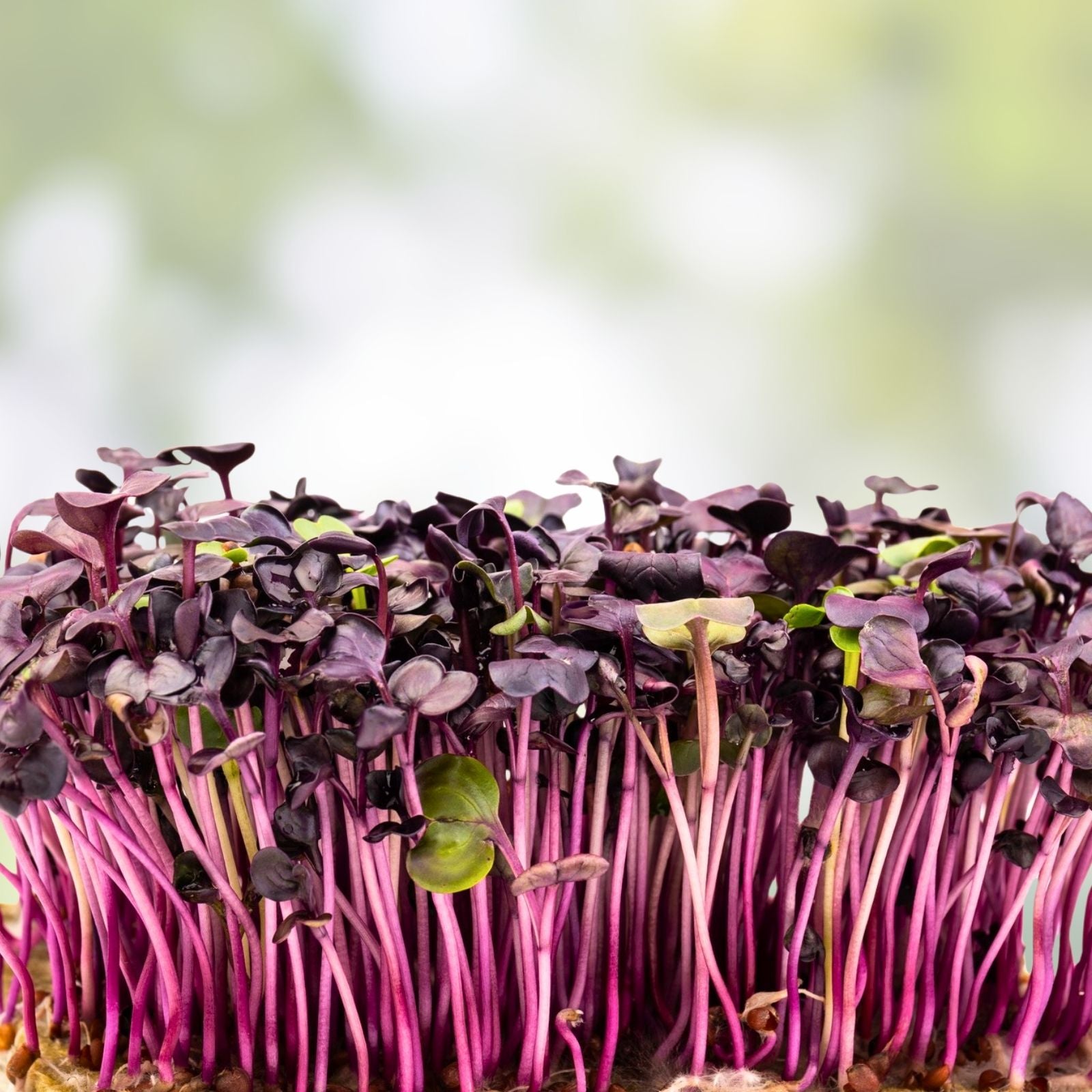 Rambo Radish Microgreen Seeds 2oz Packet | Brassica Rapa Sprouting Seeds for Microgreens, Gardening, Live Plant, Starter Plant