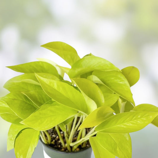 Neon Pothos Rooted Cutting - Live Houseplant - Epipremnum aureum - Indoor Plant - Low Maintenance, Starter Plant