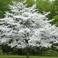Cherokee Princess Dogwood Tree Bare Root Live Plant 18+ Inches White Flowers Cornus florida Houseplant