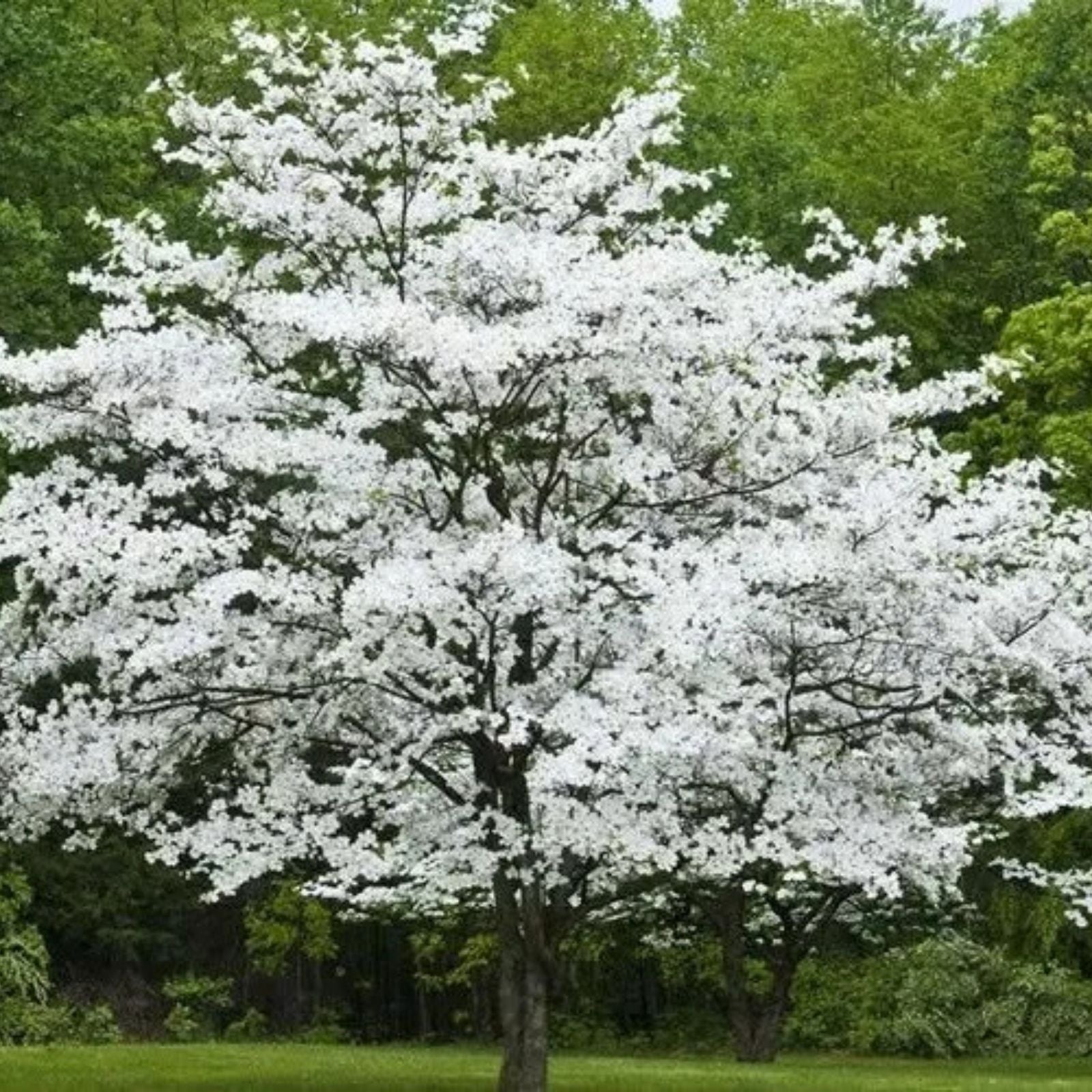 Cherokee Princess Dogwood Tree Bare Root Live Plant 18+ Inches White Flowers Cornus florida Houseplant