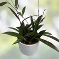 Hoya Cutting 1 Node, Hoya Rangsan, Rare Indoor Plant Propagation, Hoya sp. - New Harvest Quality