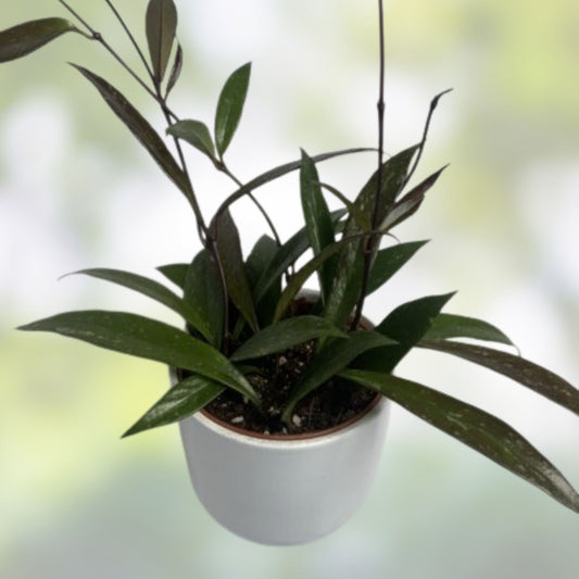 Hoya Cutting 1 Node, Hoya Rangsan, Rare Indoor Plant Propagation, Hoya sp. - New Harvest Quality