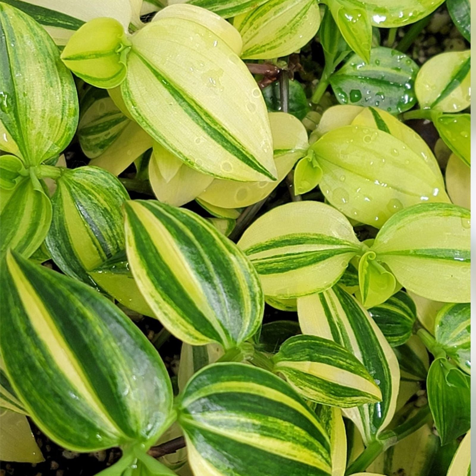 Tradescantia fluminensis Cuttings - Green White Variegated Live Plant Propagation Material