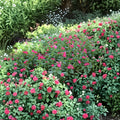 Vinca Seeds Set of 1000 – Sunsplash Burgundy Catharanthus roseus Flower Seeds for Garden, Landscape, Container Planting